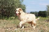 BERGER AUSTRALIEN PUPPIES 263